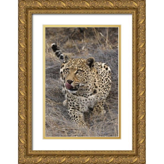 Zuckerman, Jim 11x14 Gold Ornate Wood Framed with Double Matting Museum Art Print Titled - South Africa, Crouching leopard