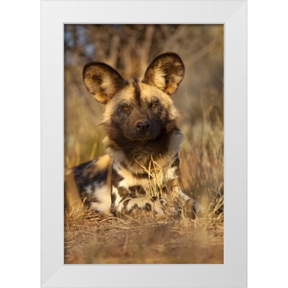 Zuckerman, Jim 11x14 White Modern Wood Framed Museum Art Print Titled - Africa, Namibia Wild dog resting