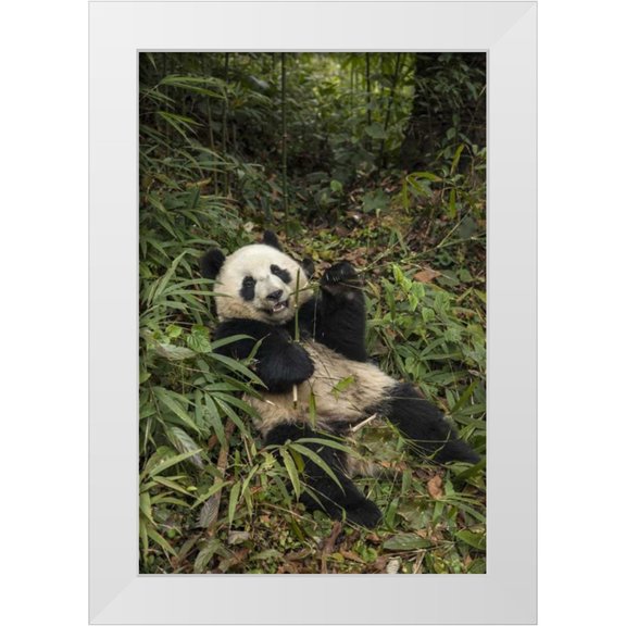 Zuckerman, Jim 11x14 White Modern Wood Framed Museum Art Print Titled - China, Chengdu Young giant panda eating