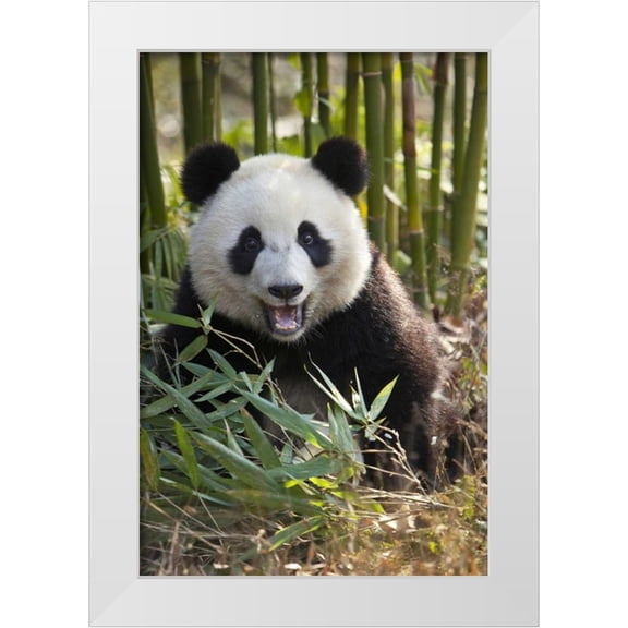 Zuckerman, Jim 11x14 White Modern Wood Framed Museum Art Print Titled - China, Chengdu Young giant panda