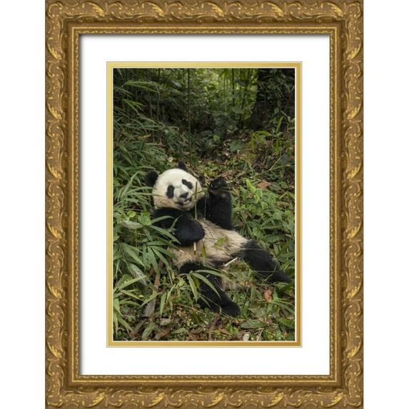 Zuckerman, Jim 13x18 Gold Ornate Wood Framed with Double Matting Museum Art Print Titled - China, Chengdu Young giant panda eating