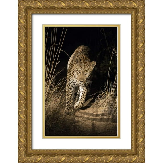 Zuckerman, Jim 13x18 Gold Ornate Wood Framed with Double Matting Museum Art Print Titled - South Africa, Leopard walking trail at night