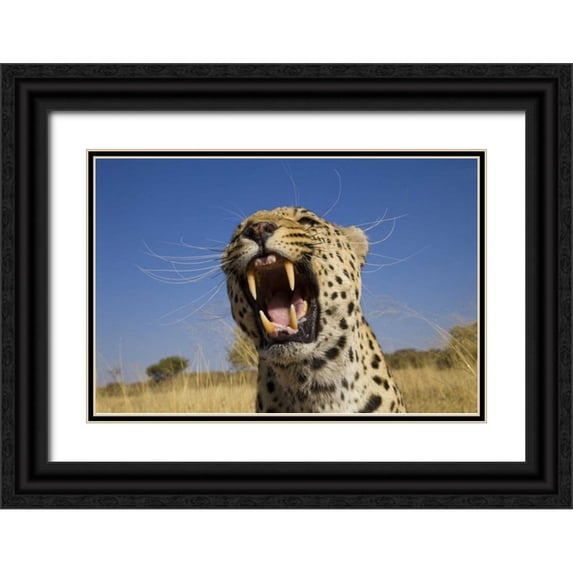 Zuckerman, Jim 14x11 Black Ornate Wood Framed with Double Matting Museum Art Print Titled - Africa, Namibia Leopard snarling