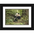 thumbnail image 1 of Zuckerman, Jim 14x11 Black Ornate Wood Framed with Double Matting Museum Art Print Titled - China, Chengdu Young giant panda eating, 1 of 4