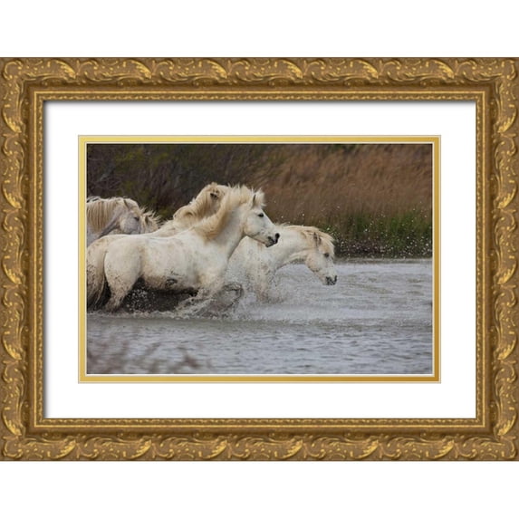 Zuckerman, Jim 14x11 Gold Ornate Wood Framed with Double Matting Museum Art Print Titled - France, Provence White Camargue horses running