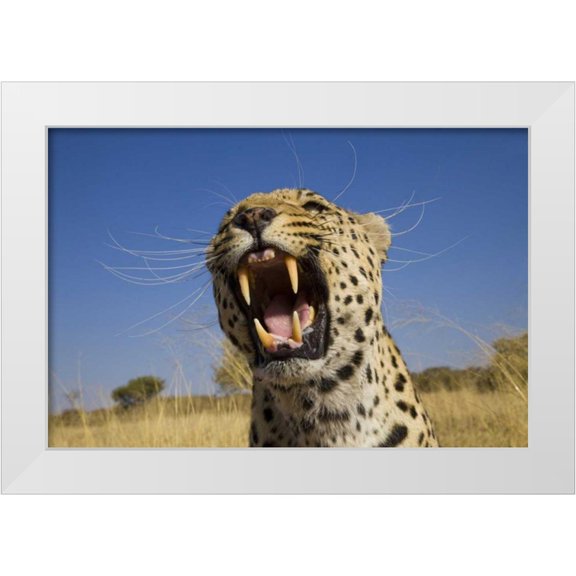 Zuckerman, Jim 14x11 White Modern Wood Framed Museum Art Print Titled - Africa, Namibia Leopard snarling