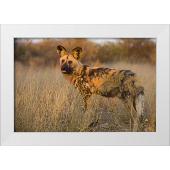 Zuckerman, Jim 14x11 White Modern Wood Framed Museum Art Print Titled - Africa, Namibia Wild dog close-up