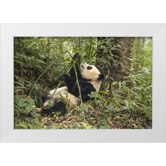 Zuckerman, Jim 14x11 White Modern Wood Framed Museum Art Print Titled - China, Chengdu Young giant panda eating