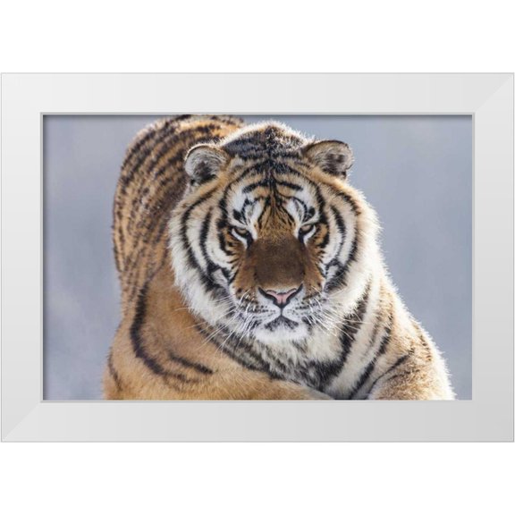 Zuckerman, Jim 14x11 White Modern Wood Framed Museum Art Print Titled - China, Harbin Siberian tiger in sub-zero weather