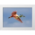 thumbnail image 1 of Zuckerman, Jim 14x11 White Modern Wood Framed Museum Art Print Titled - FL, Tampa Bay Roseate spoonbill in flight, 1 of 4