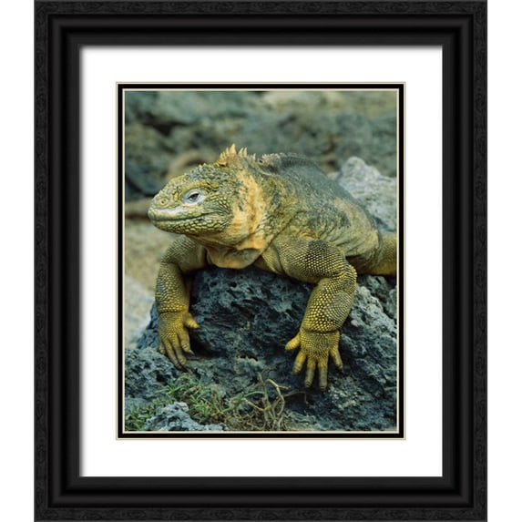 Zuckerman, Jim 15x18 Black Ornate Wood Framed with Double Matting Museum Art Print Titled - Ecuador, Galapagos Islands Detail of land iguana