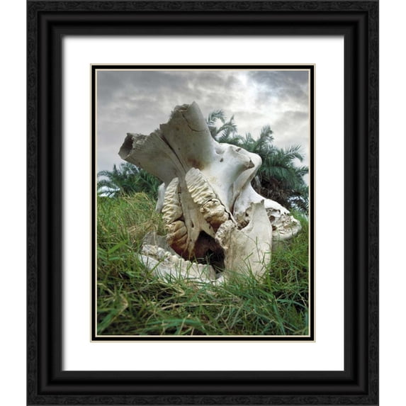 Zuckerman, Jim 15x18 Black Ornate Wood Framed with Double Matting Museum Art Print Titled - Kenya, Masai Mara Game Reserve Elephant skull