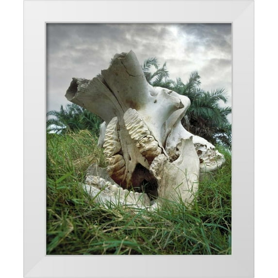 Zuckerman, Jim 15x18 White Modern Wood Framed Museum Art Print Titled - Kenya, Masai Mara Game Reserve Elephant skull