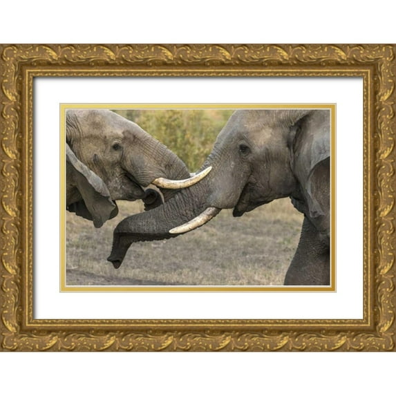 Zuckerman, Jim 18x13 Gold Ornate Wood Framed with Double Matting Museum Art Print Titled - South Africa, Sparring elephants