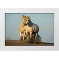 thumbnail image 1 of Zuckerman, Jim 18x13 White Modern Wood Framed Museum Art Print Titled - France, Provence Two white Camargue horses, 1 of 4
