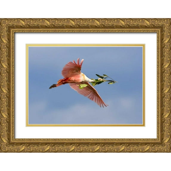 Zuckerman, Jim 18x14 Gold Ornate Wood Framed with Double Matting Museum Art Print Titled - FL, Tampa Bay Roseate spoonbill in flight