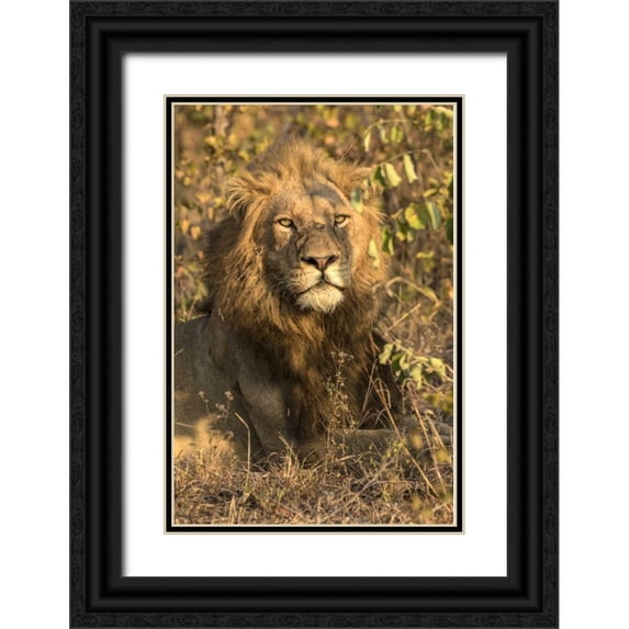 Zuckerman, Jim 23x32 Black Ornate Wood Framed with Double Matting Museum Art Print Titled - South Africa, Male lion resting
