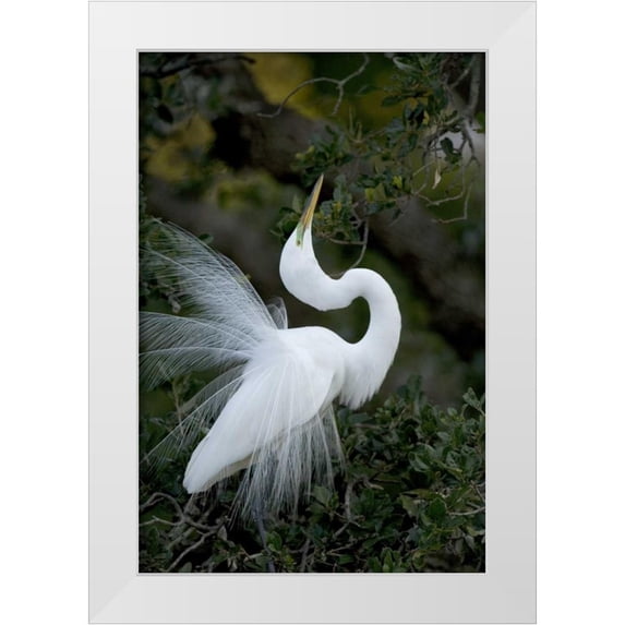Zuckerman, Jim 23x32 White Modern Wood Framed Museum Art Print Titled - FL, St Augustine Great egret sky pointing