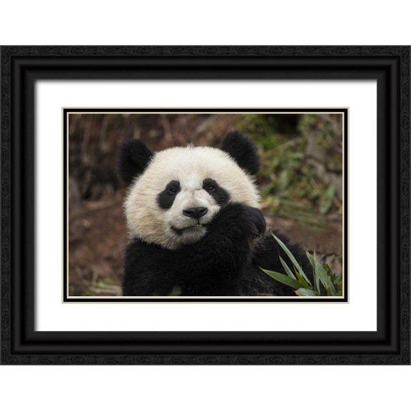 Zuckerman, Jim 24x17 Black Ornate Wood Framed with Double Matting Museum Art Print Titled - China, Chengdu Panda Base Young giant panda