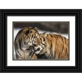 thumbnail image 1 of Zuckerman, Jim 24x17 Black Ornate Wood Framed with Double Matting Museum Art Print Titled - China, Harbin Affectionate Siberian tigers, 1 of 4