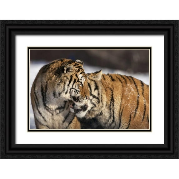 Zuckerman, Jim 24x17 Black Ornate Wood Framed with Double Matting Museum Art Print Titled - China, Harbin Affectionate Siberian tigers