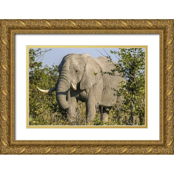 Zuckerman, Jim 24x17 Gold Ornate Wood Framed with Double Matting Museum Art Print Titled - Botswana, Savute Game Reserve Elephant eating