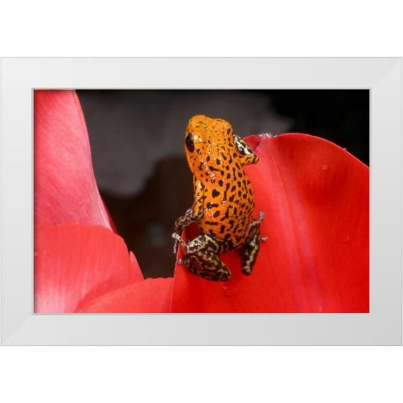 Zuckerman, Jim 24x17 White Modern Wood Framed Museum Art Print Titled - Panama A variety of poison dart frog on red leaf