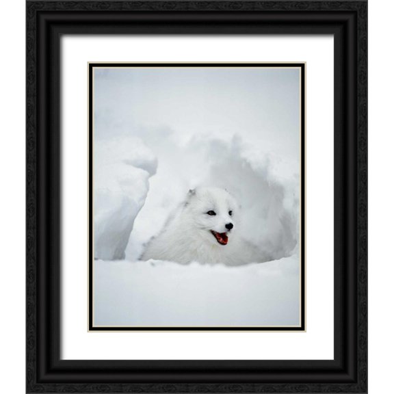 Zuckerman, Jim 26x32 Black Ornate Wood Framed with Double Matting Museum Art Print Titled - USA, Alaska Arctic fox in winter coat