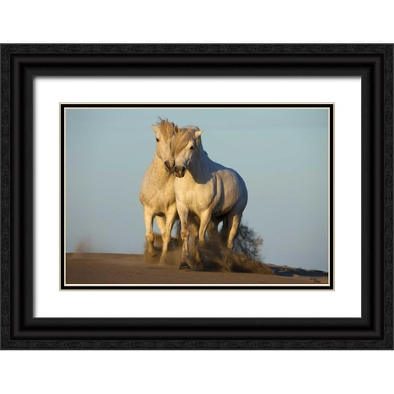 Zuckerman, Jim 32x23 Black Ornate Wood Framed with Double Matting Museum Art Print Titled - France, Provence Two white Camargue horses