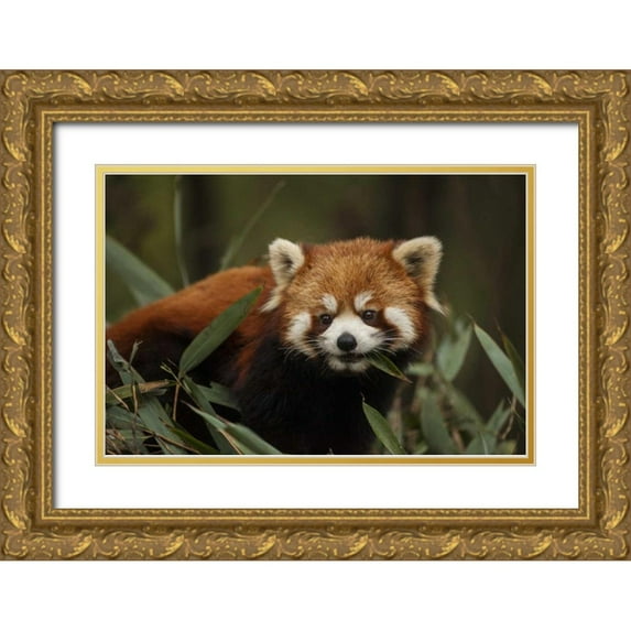 Zuckerman, Jim 32x23 Gold Ornate Wood Framed with Double Matting Museum Art Print Titled - China, Chengdu Red or lesser panda eating