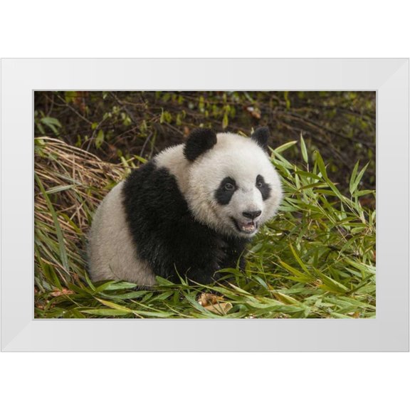 Zuckerman, Jim 32x23 White Modern Wood Framed Museum Art Print Titled - China, Chengdu Young giant panda