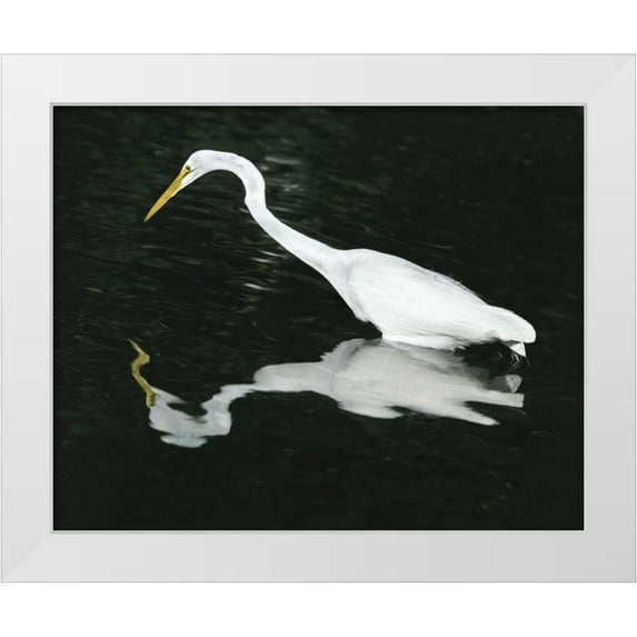 Zuckerman, Jim 32x26 White Modern Wood Framed Museum Art Print Titled - FL, Ding Darling NWR Great egret hunting