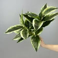thumbnail image 1 of Zukuco 2 Packs Variegated Hosta Artificial Plant 17.7" Faux Green Dieffenbachia Plant Greenery Aesthetic House Plants for Home Indoor Bathroom Table Shelf Desk Office Decor, White, 1 of 5
