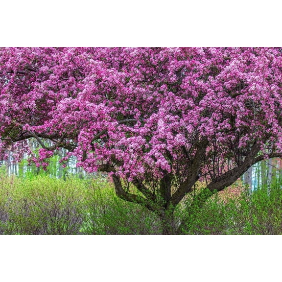 Zumi Crabapple Tree Seedlings for Planting  Grow Fruit Trees 1 Seedling