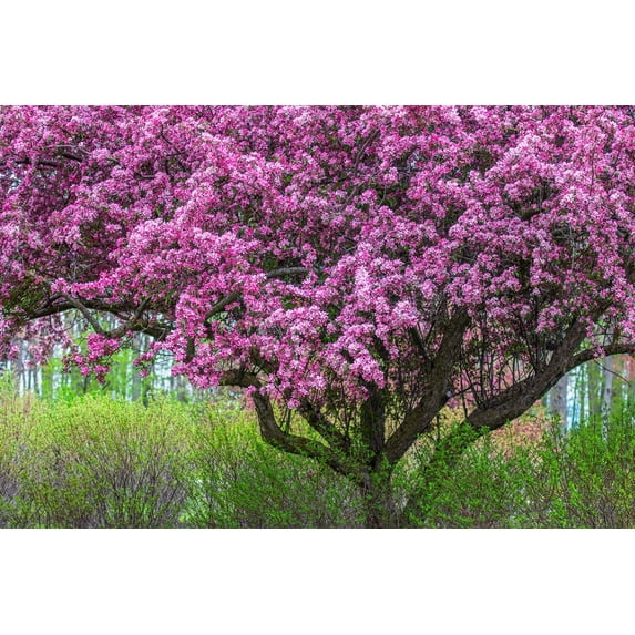Zumi Crabapple Tree Seedlings for Planting - Grow Fruit Trees (2 Seedlings)