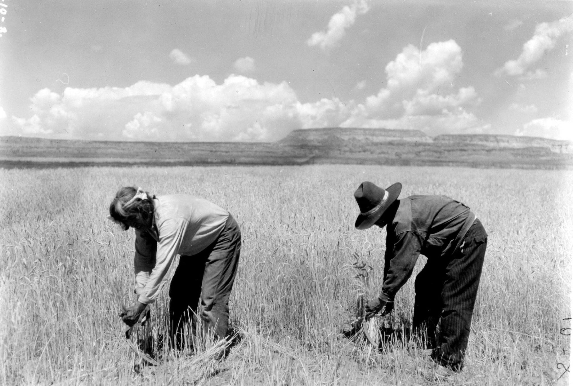 Zuni TribePictured Are Two Zuni Reapers Harvesting Their Spring Wheat