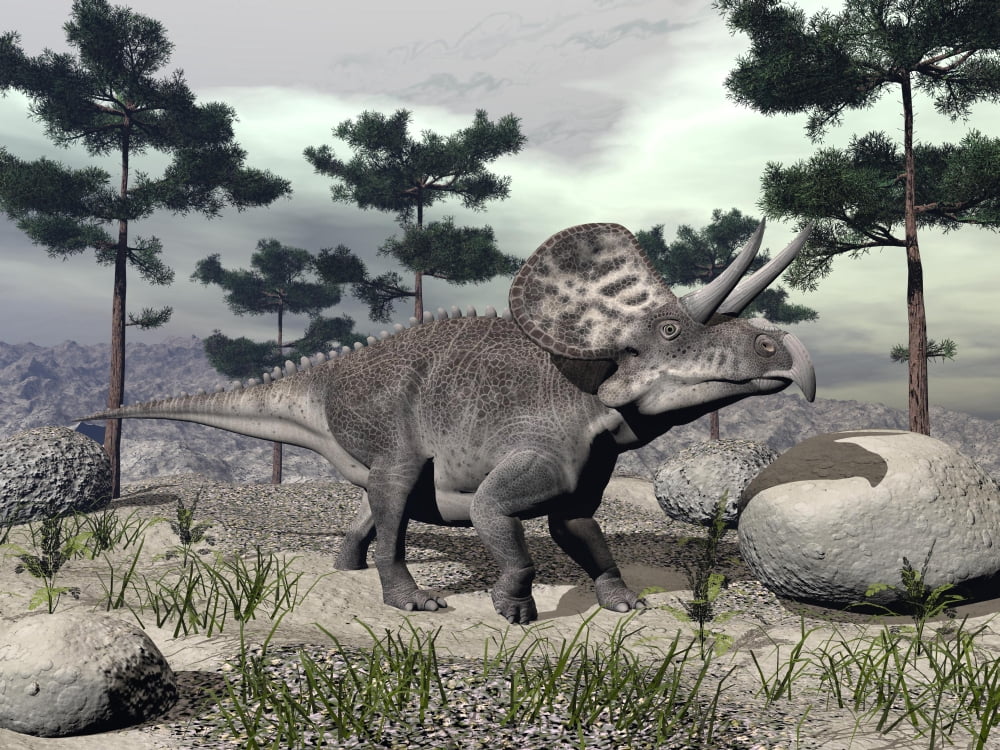 Zuniceratops dinosaur walking on a hill with large rocks and pine trees Canvas Art - Elena DuvernayStocktrek Images (33 x 25)