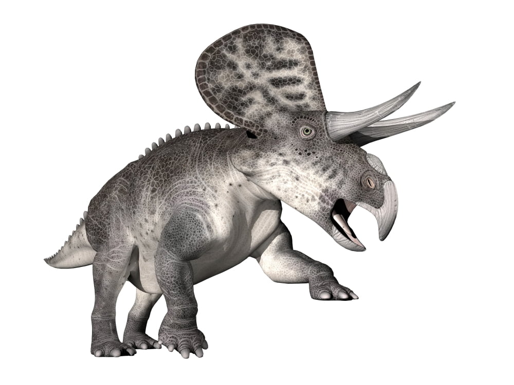 Zuniceratops dinosaur white background Canvas Art - Elena DuvernayStocktrek Images (33 x 25)