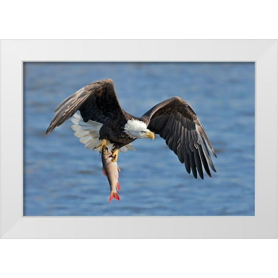 Zuo, Jun 24x17 White Modern Wood Framed Museum Art Print Titled - Bald Eagle Catching A Big Fish