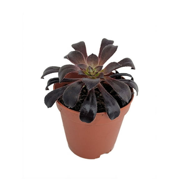 Zwartkop Black Rose Succulent - Aeonium - 2.5" Pot