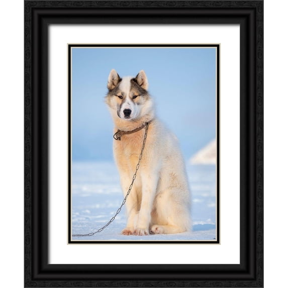 Zwick, Martin 12x14 Black Ornate Wood Framed with Double Matting Museum Art Print Titled - Sled dog during winter in Uummannaq in Greenland Dog teams are still draft animals