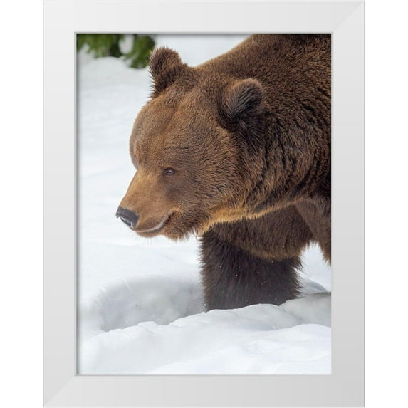 Zwick, Martin 12x14 White Modern Wood Framed Museum Art Print Titled - Eurasian brown bear in deep snow-During winter in National Park Bavarian Forest Germany-Bavaria