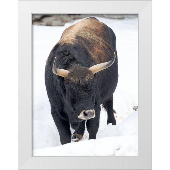 Zwick, Martin 12x14 White Modern Wood Framed Museum Art Print Titled - Heck Cattle -an attempt to breed back the extinct Aurochs from domestic cattle Germany-Bavaria