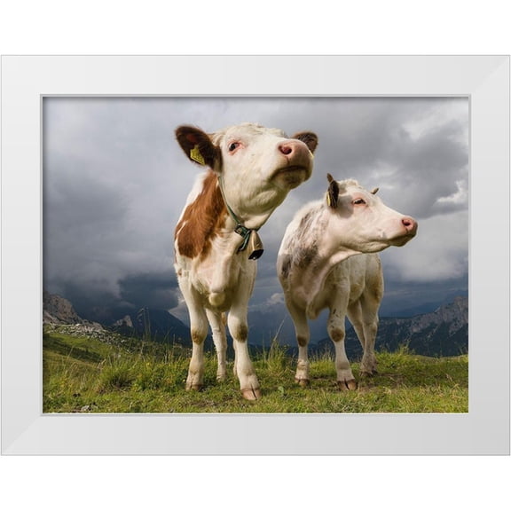 Zwick, Martin 14x11 White Modern Wood Framed Museum Art Print Titled - Cows on alpine pasture Dolomites at Passo Giau Italy