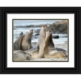 thumbnail image 1 of Zwick, Martin 14x12 Black Ornate Wood Framed with Double Matting Museum Art Print Titled - Southern elephant seal after harem and breeding season Young bulls fighting, 1 of 4