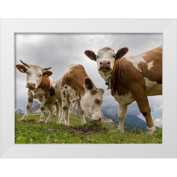 Zwick, Martin 14x12 White Modern Wood Framed Museum Art Print Titled - Cows on alpine pasture Dolomites at Passo Giau Italy