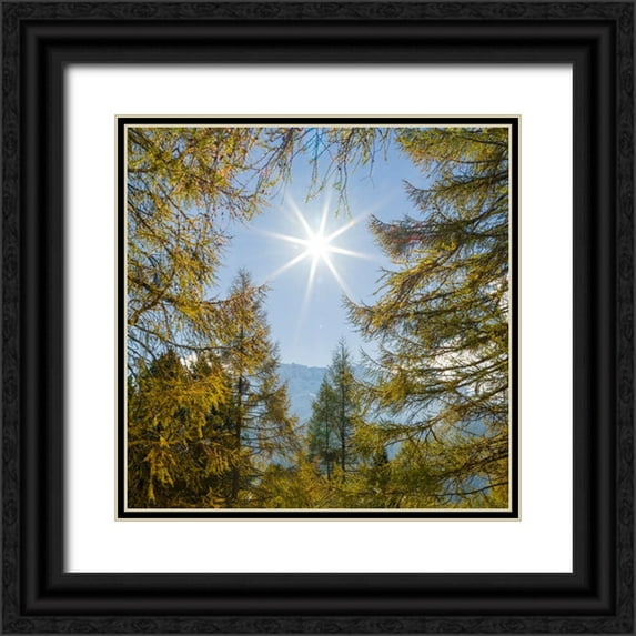 Zwick, Martin 15x15 Black Ornate Wood Framed with Double Matting Museum Art Print Titled - Mountain forest with European Larch-Larix decidua-in the dolomites of South Tyrol-Alto Adige in the