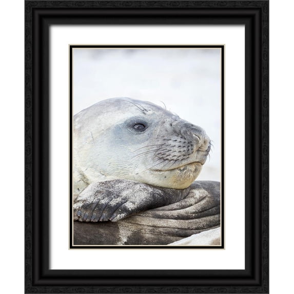Zwick, Martin 15x18 Black Ornate Wood Framed with Double Matting Museum Art Print Titled - Southern elephant seal male-after harem and breeding season on the Falkland Islands
