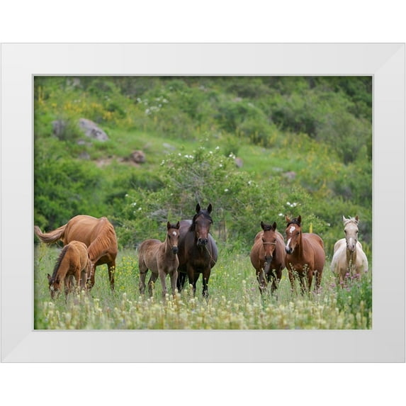 Zwick, Martin 18x15 White Modern Wood Framed Museum Art Print Titled - Horses on their summer pasture National Park Besch Tasch in the Talas Alatoo mountain range