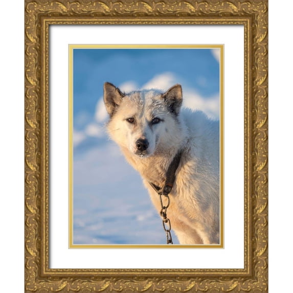 Zwick, Martin 19x24 Gold Ornate Wood Framed with Double Matting Museum Art Print Titled - Sled dog during winter in Uummannaq in Greenland Dog teams are still draft animals